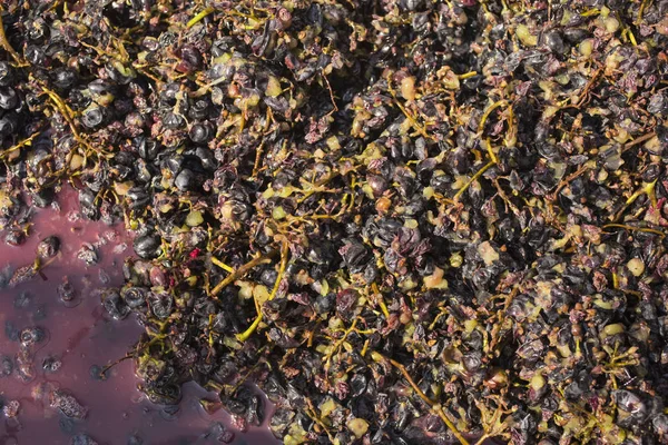 Elaboración Vino Tecnología Producción Vino Tradición Popular Hacer Vino Producción — Foto de Stock