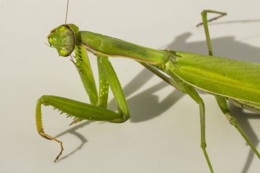 Bir kadın peygamber devesi. Yırtıcı böcek. Avrupa Bölgesi yaşayan fauna.