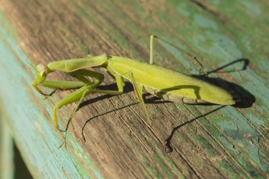 Bir kadın peygamber devesi. Yırtıcı böcek. Avrupa Bölgesi yaşayan fauna.