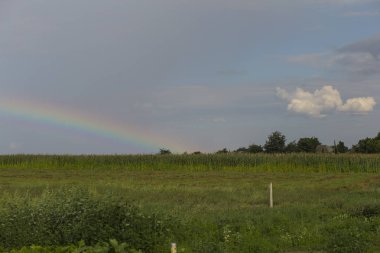 Kırsal Mısır tarlasında. Sonra bir fırtına gökkuşağı.