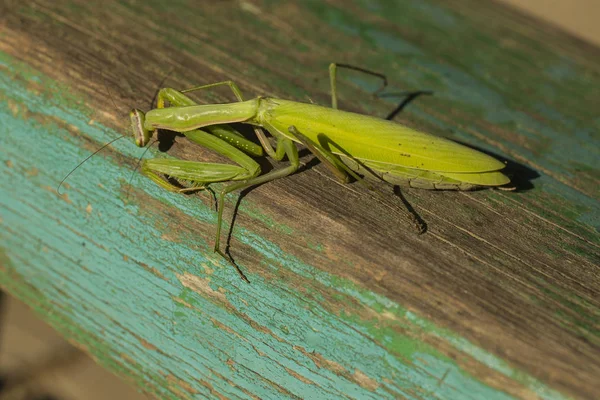 Una Mantis Femenina Insecto Depredador Fauna Que Habita Zona Europea — Foto de Stock