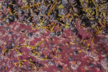 Şarap yapma. Şarap üretim teknolojisi. Şarap yapma halk geleneği. Moldova şarap üretimi. Üzüm işleme eski geleneği.