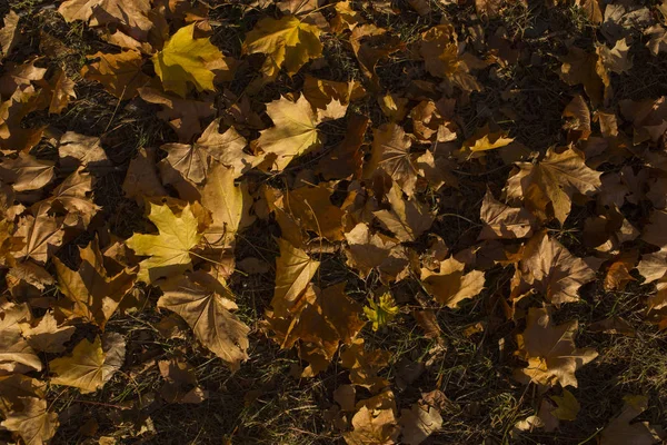 Campo Foglie Acero Tappeto Autunno Alberi Buttati Fogliame — Foto Stock