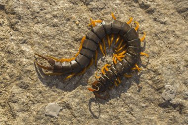Mediterranean kırkayak bantlı. Scolopendra cingulata.