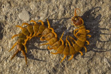 Mediterranean kırkayak bantlı. Scolopendra cingulata.