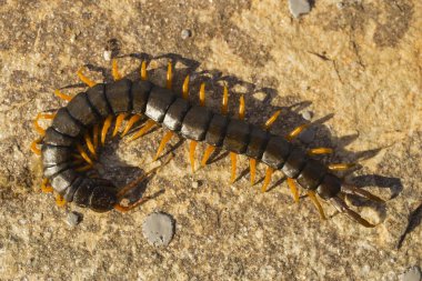 Mediterranean kırkayak bantlı. Scolopendra cingulata.