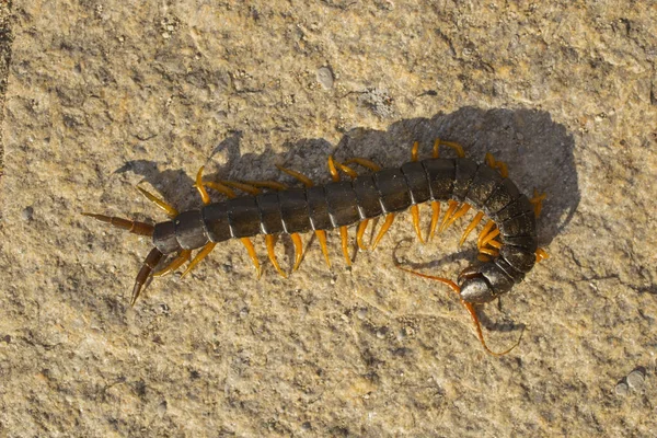 Средиземноморская Многоножка Scolopendra Cingulata — стоковое фото