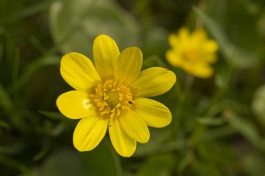 Çiçeği küçük kırlangıçotu. Sarı çiçek Ficaria verna bahar.