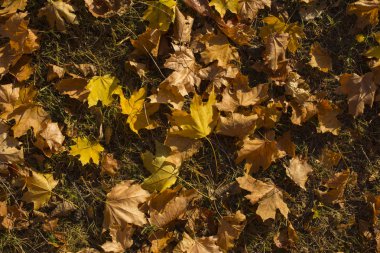 Akçaağaç alan bırakır. Sonbahar halı. Ağaçların yaprakları attı.