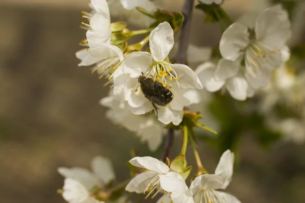 Kirschblüten Weiße Blüten Des Obstbaums Oxythyrea Funesta — Stockfoto