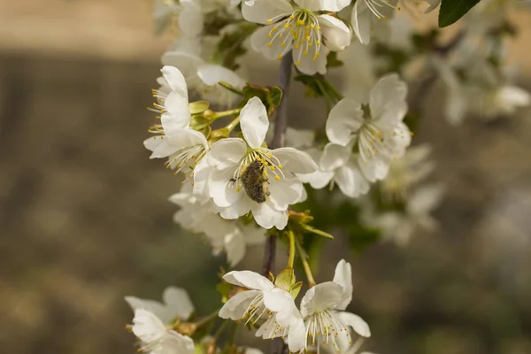 Cherry Blossoms White Flowers Fruit Tree Oxythyrea Funesta — Stock Photo, Image