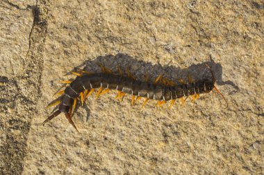 Mediterranean kırkayak bantlı. Scolopendra cingulata.