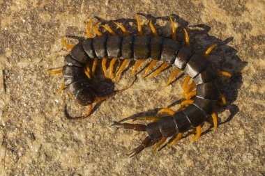 Mediterranean kırkayak bantlı. Scolopendra cingulata.