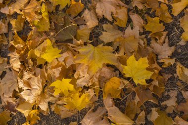 Akçaağaç alan bırakır. Sonbahar halı. Ağaçların yaprakları attı.