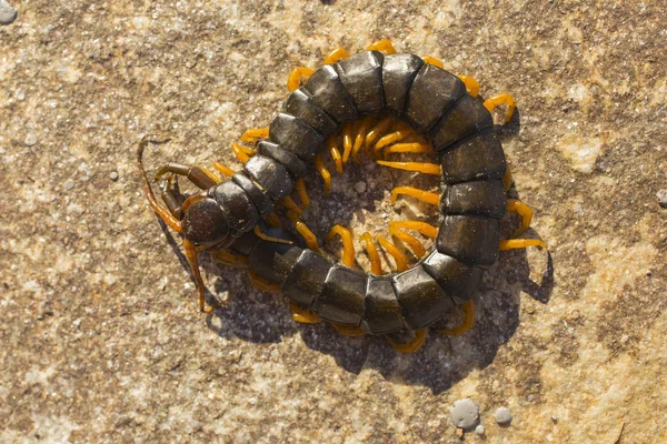 Средиземноморская Многоножка Scolopendra Cingulata — стоковое фото