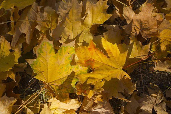 Campo Foglie Acero Tappeto Autunno Alberi Buttati Fogliame — Foto Stock