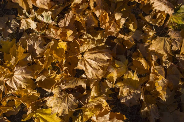 Campo Foglie Acero Tappeto Autunno Alberi Buttati Fogliame — Foto Stock