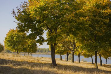 Sonbahar manzara. Orman gündoğumu gölde tarafından. Akçaağaç tarlaları. Ağaçların yaprakları attı. Yerde gölgeler.