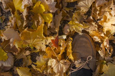 Akçaağaç alan bırakır. Sonbahar halı. Ağaçların yaprakları attı. Bir adam ayakkabı metrelik orman yere adım. Yaprakları tekme. 