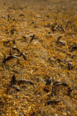 Düşen sarı yapraklar alan. Sonbahar halı. Ağaçların yaprakları attı. Bakla tohumları ile bir ağaçtan düştü. Sonbahar manzara. Tatlım locust (Gleditsia triacanthos), dikenli çekirge.