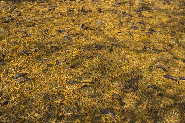 Campo Hojas Amarillas Caídas Alfombra Otoño Los Árboles Tiraron Follaje — Foto de Stock