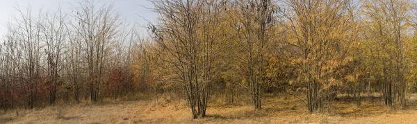 Autumn landscape. Trees threw off foliage. Plantations of Carob trees. Trees threw off foliage. Honey locust (Gleditsia triacanthos), thorny locust.