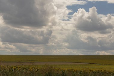 Bulutlar bir ayçiçeği ile bir alanın üzerinde.