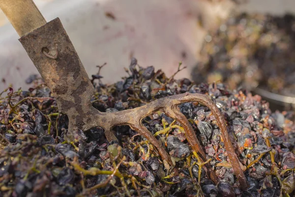 Elaboración Vino Tecnología Producción Vino Tradición Popular Hacer Vino Producción — Foto de Stock