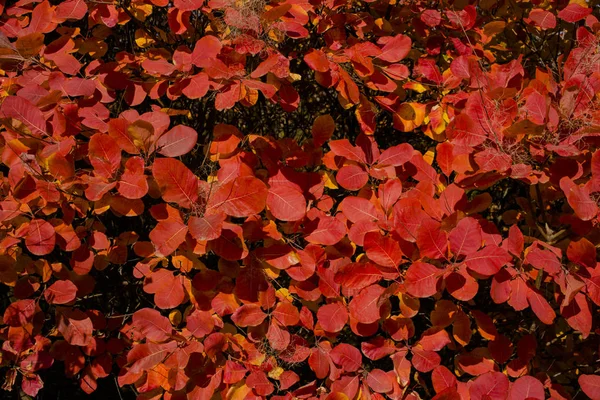 Рус Котин Европейский Курильщик Cotinus Coggygria Кусты Дыма Венецианский Сумах — стоковое фото