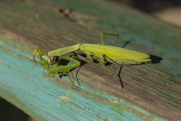 Eine Gottesanbeterin Räuberisches Insekt Die Fauna Der Europäischen Zone — Stockfoto