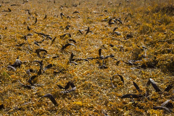 Düşen sarı yapraklar alan. Sonbahar halı. Ağaçların yaprakları attı. Bakla tohumları ile bir ağaçtan düştü. Sonbahar manzara. Tatlım locust (Gleditsia triacanthos), dikenli çekirge.