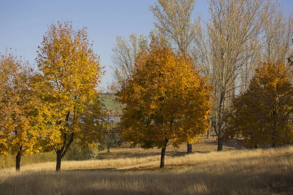 Paisaje Otoño Bosque Junto Lago Amanecer Plantaciones Arces Los Árboles —  Fotos de Stock