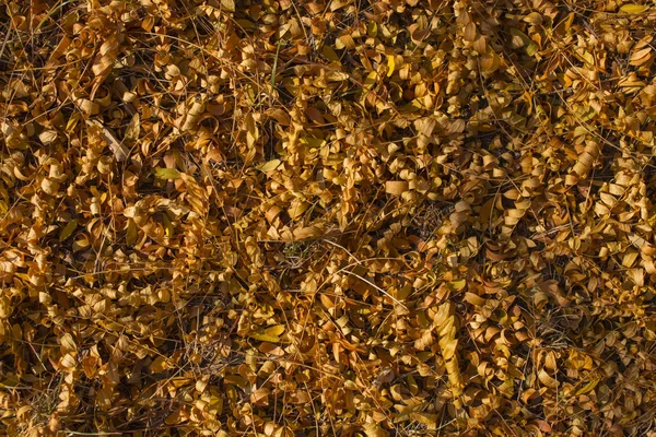 Campo Foglie Gialle Cadute Tappeto Autunno Gli Alberi Hanno Buttato — Foto Stock