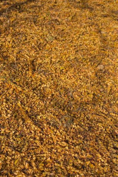 Campo Foglie Gialle Cadute Tappeto Autunno Gli Alberi Hanno Buttato — Foto Stock