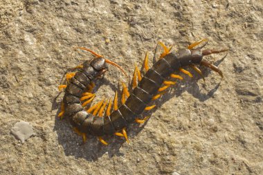 Mediterranean kırkayak bantlı. Scolopendra cingulata.
