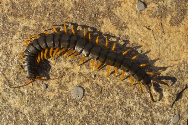 Mediterrán Sávos Százlábú Scolopendra Cingulata — Stock Fotó