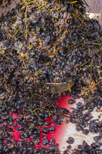 Elaboración Tecnología Producción Vino Tradición Popular Hacer Vino Producción Vino — Foto de Stock
