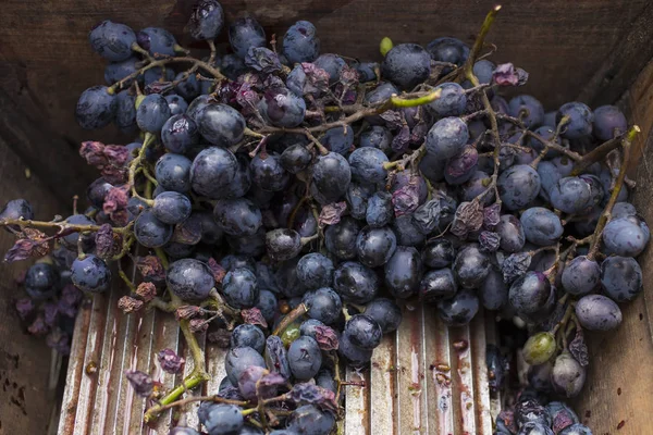 Şarap Yapma Şarap Üretim Teknolojisi Şarap Yapma Halk Geleneği Moldova — Stok fotoğraf