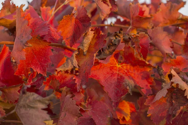 Vineyards Autumn Red Foliage Transition Vine Wintering Wine Making Technology — Stock Photo, Image