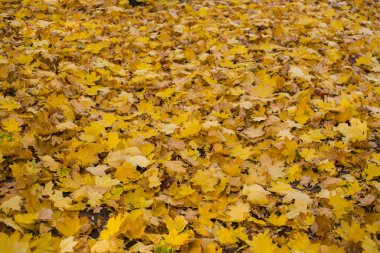 Akçaağaç alan bırakır. Sonbahar halı. Ağaçların yaprakları attı.