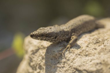 Kum kertenkele (Lacerta agilis) bir lacertid kertenkele var. Güneşli bir günde bir kayaya oturan eski bir kertenkele. Bilge sürüngen geçen hayattan zevk.