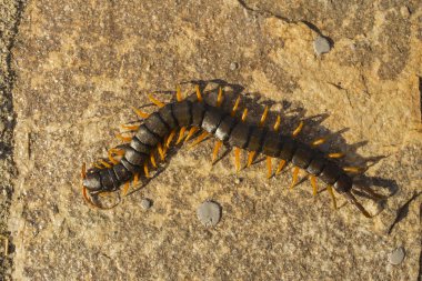 Mediterranean kırkayak bantlı. Scolopendra cingulata.
