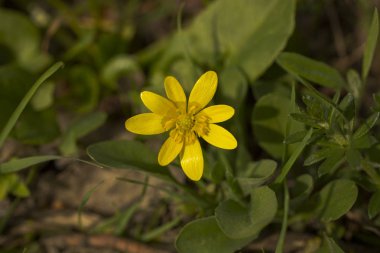 Çiçeği küçük kırlangıçotu. Sarı çiçek Ficaria verna bahar.