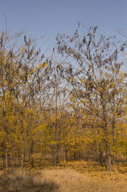 Sonbahar manzara. Ağaçların yaprakları attı. Keçiboynuzu ağaçları tarlaları. Ağaçların yaprakları attı. Tatlım locust (Gleditsia triacanthos), dikenli çekirge.