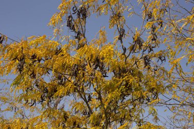 Sonbahar manzara. Ağaçların yaprakları attı. Keçiboynuzu ağaçları tarlaları. Ağaçların yaprakları attı. Tatlım locust (Gleditsia triacanthos), dikenli çekirge.