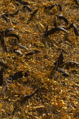 Düşen sarı yapraklar alan. Sonbahar halı. Ağaçların yaprakları attı. Bakla tohumları ile bir ağaçtan düştü. Sonbahar manzara. Tatlım locust (Gleditsia triacanthos), dikenli çekirge.