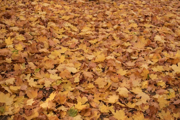 Akçaağaç alan bırakır. Sonbahar halı. Ağaçların yaprakları attı.