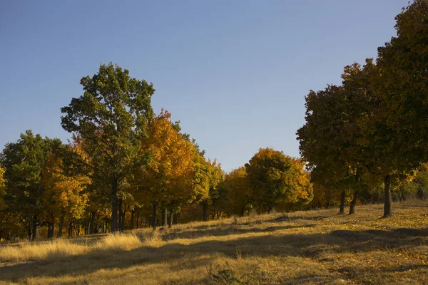 Paisaje Otoño Bosque Junto Lago Amanecer Plantaciones Arces Los Árboles —  Fotos de Stock