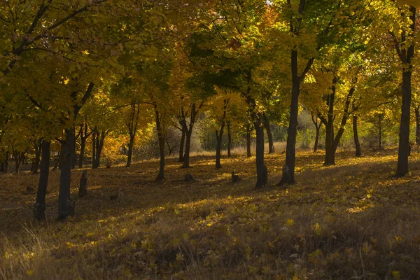 Paisaje Otoño Bosque Junto Lago Amanecer Plantaciones Arces Los Árboles —  Fotos de Stock