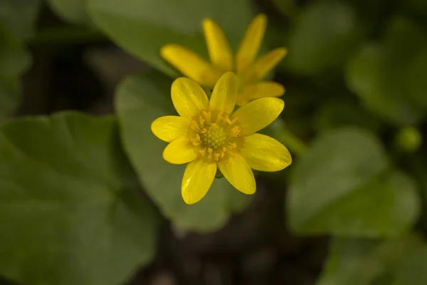 Blossom Mindre Svalört Gul Vårblomma Ficaria Verna — Stockfoto